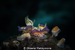 Nudibranch Goniobranchus kuniei. Picture was taken in Amb... by Oksana Maksymova 